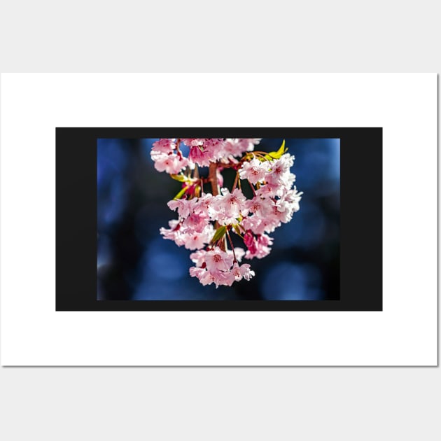 Cherry blossoms with blue bokeh Wall Art by blossomcophoto